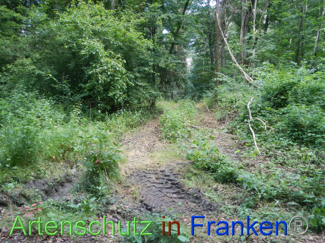 © Artenschutz in Franken® Bild zum Eintrag (1070983-160)