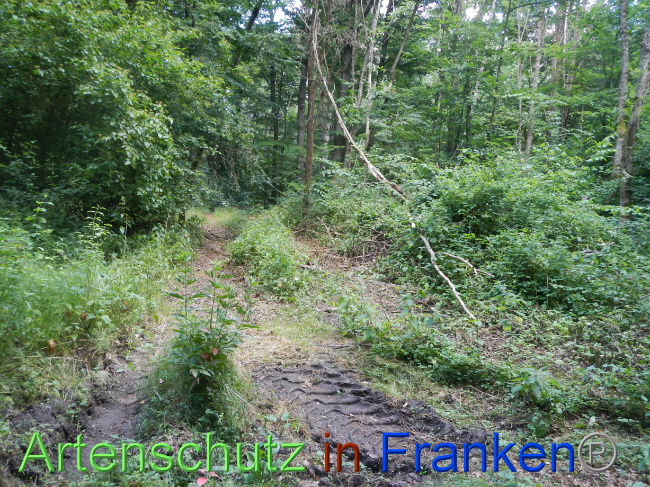 © Artenschutz in Franken® Bild zum Eintrag (1070984-160)