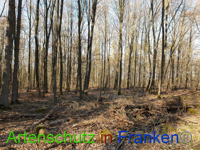 © Artenschutz in Franken® Bild zum Eintrag (1072065-160)