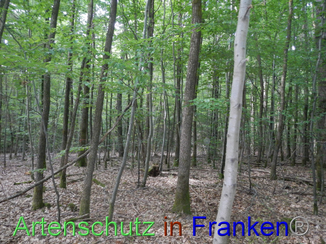 © Artenschutz in Franken® Bild zum Eintrag (1072074-160)