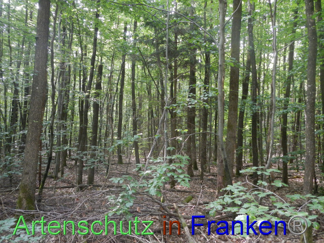 © Artenschutz in Franken® Bild zum Eintrag (1072075-160)