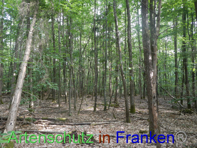 © Artenschutz in Franken® Bild zum Eintrag (1072076-160)