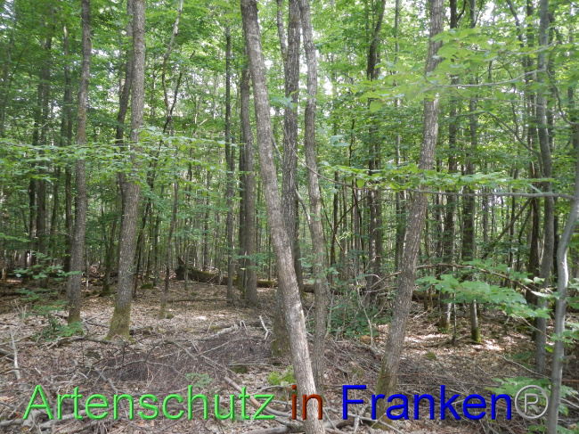 © Artenschutz in Franken® Bild zum Eintrag (1072079-160)