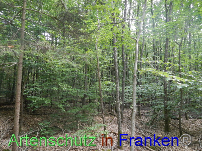 © Artenschutz in Franken® Bild zum Eintrag (1072081-160)