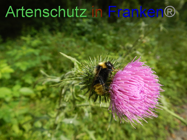 © Artenschutz in Franken® Bild zum Eintrag (1072139-160)