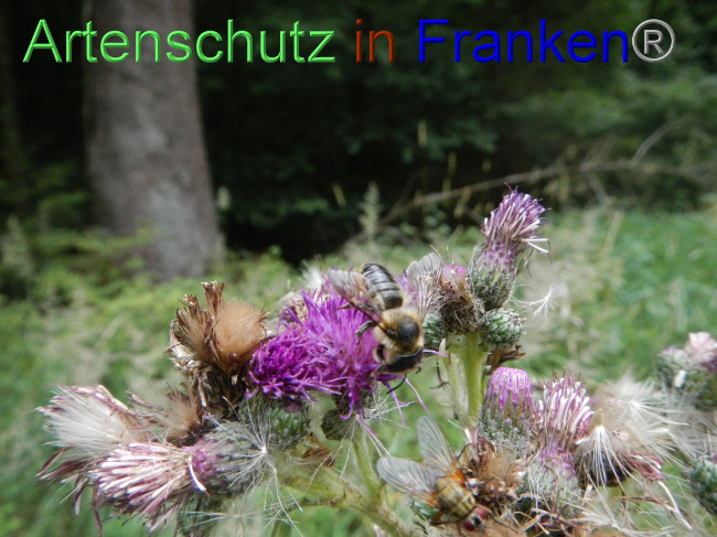 © Artenschutz in Franken® Bild zum Eintrag (1072142-160)