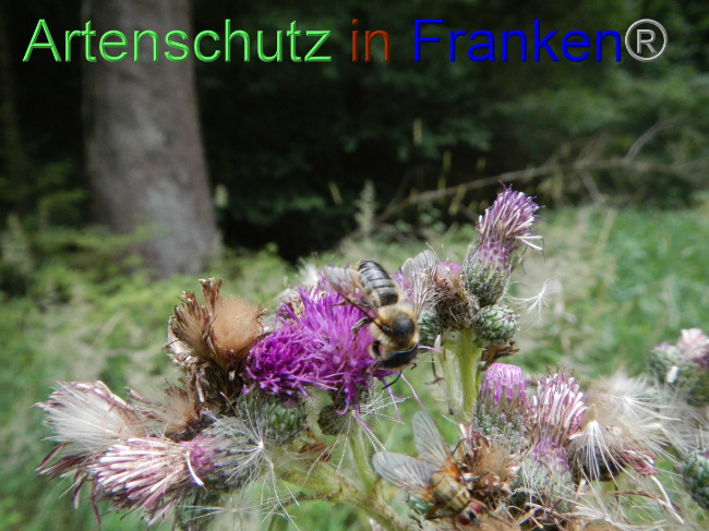 Bild zum Eintrag (1072142-160)