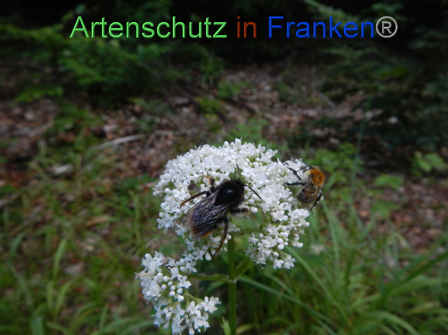© Artenschutz in Franken® Bild zum Eintrag (1072143-160)