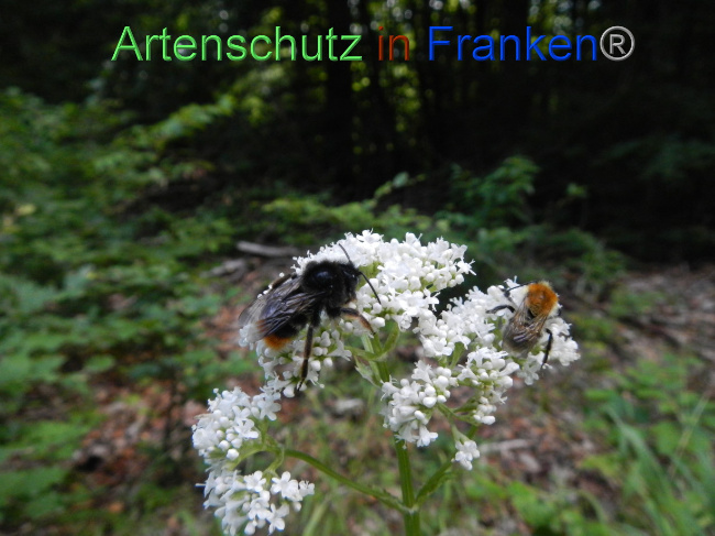 © Artenschutz in Franken® Bild zum Eintrag (1072144-160)