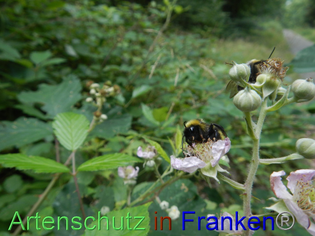 © Artenschutz in Franken® Bild zum Eintrag (1072149-160)