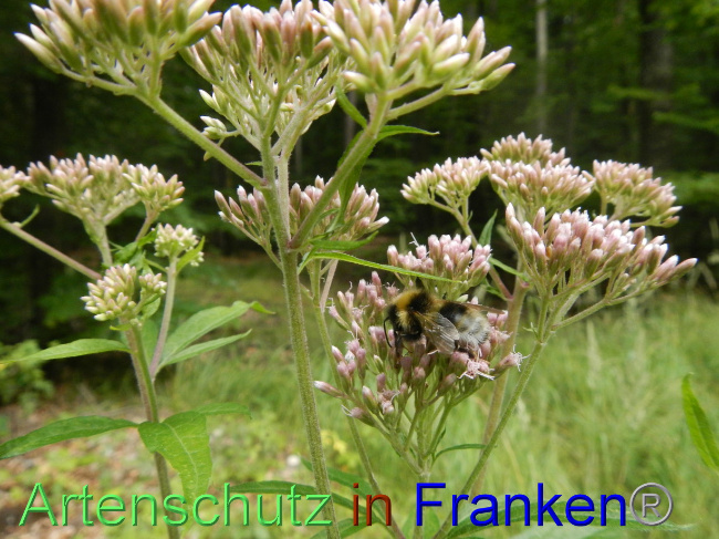 © Artenschutz in Franken® Bild zum Eintrag (1072150-160)