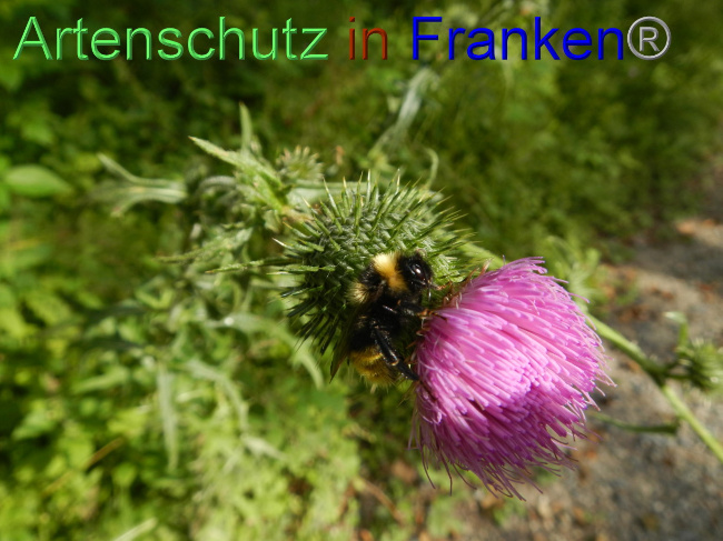 © Artenschutz in Franken® Bild zum Eintrag (1072151-160)