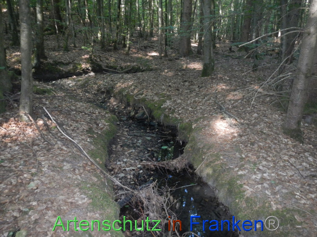 © Artenschutz in Franken® Bild zum Eintrag (1073905-160)