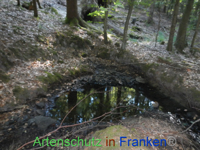 © Artenschutz in Franken® Bild zum Eintrag (1073906-160)