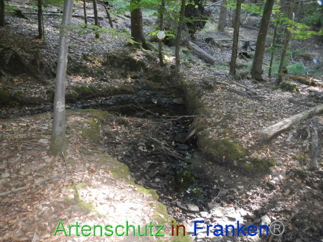 © Artenschutz in Franken® Bild zum Eintrag (1073908-160)