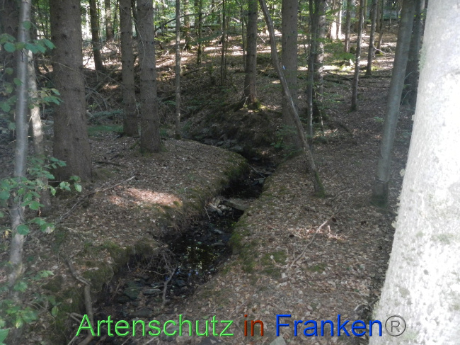 © Artenschutz in Franken® Bild zum Eintrag (1073909-160)