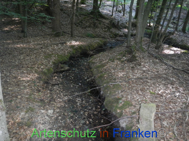 © Artenschutz in Franken® Bild zum Eintrag (1073910-160)
