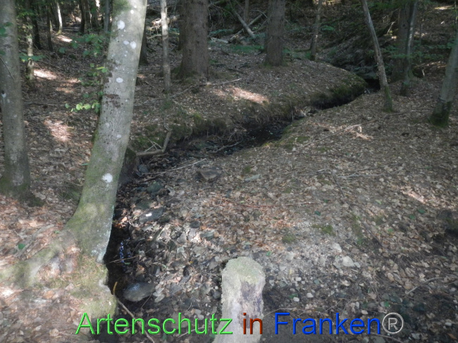 © Artenschutz in Franken® Bild zum Eintrag (1073912-160)