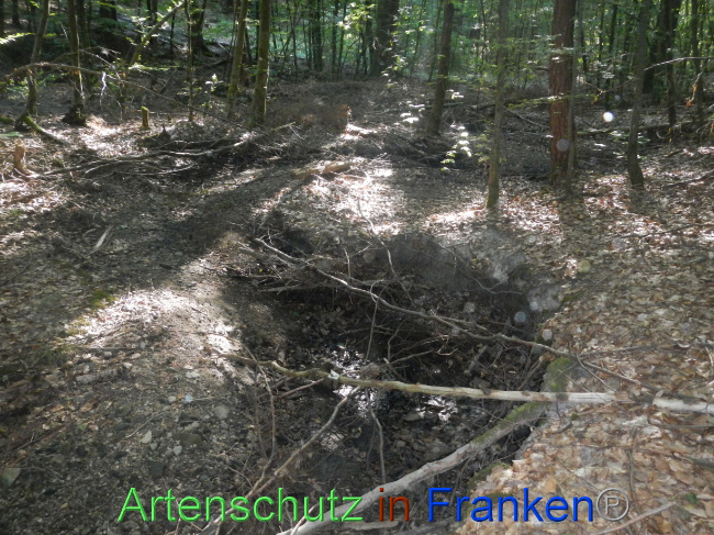 © Artenschutz in Franken® Bild zum Eintrag (1073913-160)