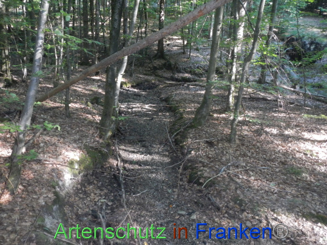© Artenschutz in Franken® Bild zum Eintrag (1073914-160)