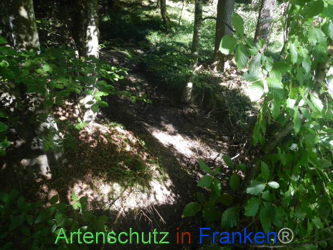 © Artenschutz in Franken® Bild zum Eintrag (1073917-160)