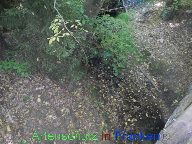 © Artenschutz in Franken® Bild zum Eintrag (1073918-160)