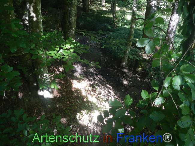© Artenschutz in Franken® Bild zum Eintrag (1073919-160)