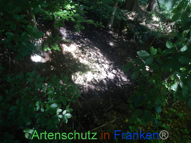 © Artenschutz in Franken® Bild zum Eintrag (1073920-160)