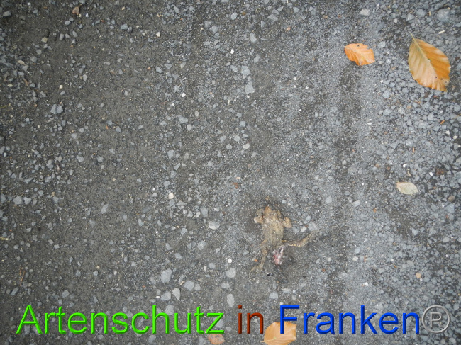© Artenschutz in Franken® Bild zum Eintrag (1074793-160)