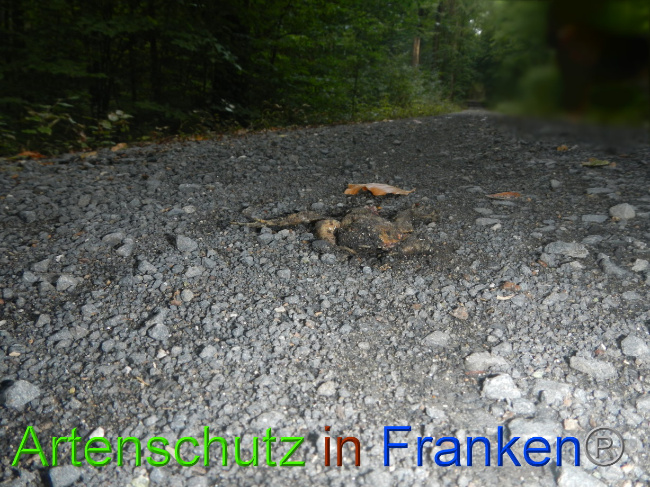 © Artenschutz in Franken® Bild zum Eintrag (1074794-160)