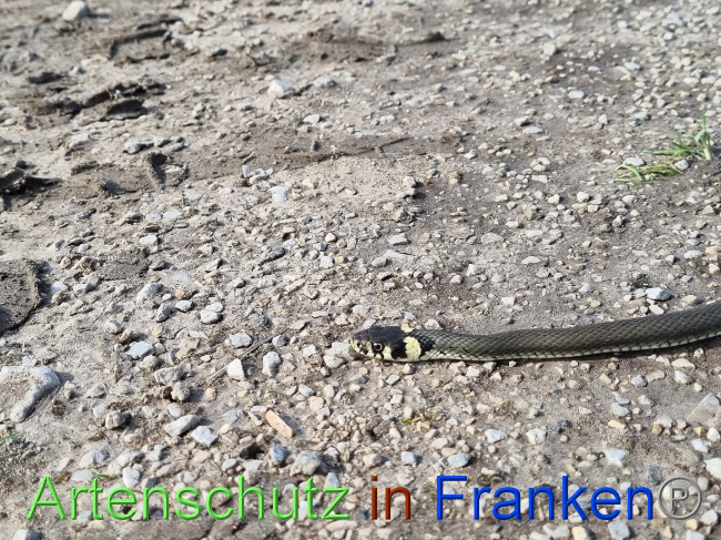 © Artenschutz in Franken® Bild zum Eintrag (1076735-160)