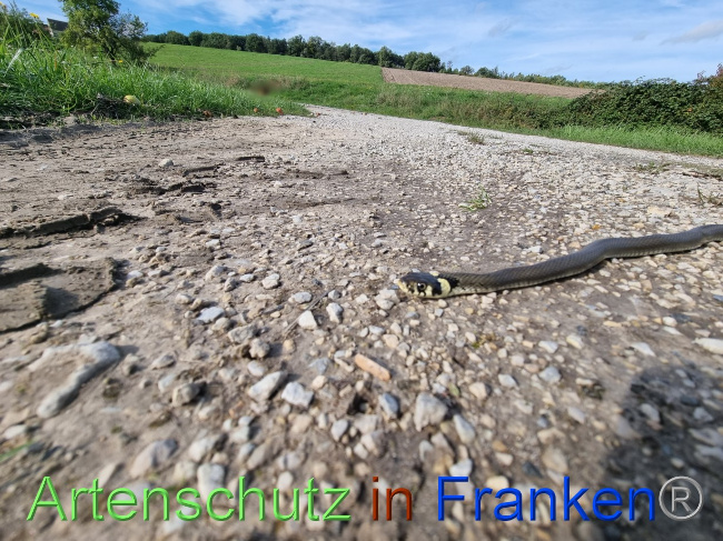 © Artenschutz in Franken® Bild zum Eintrag (1076737-160)