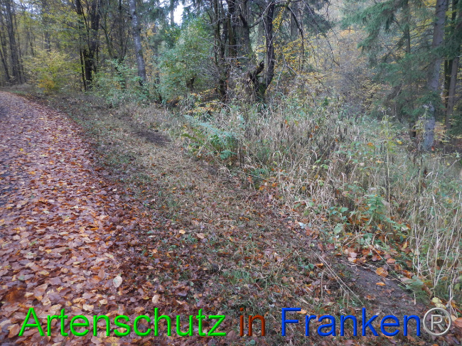© Artenschutz in Franken® Bild zum Eintrag (1077533-160)