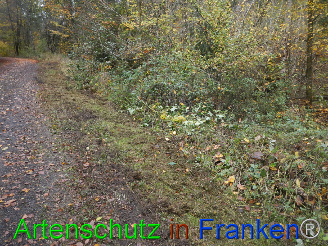 © Artenschutz in Franken® Bild zum Eintrag (1077534-160)