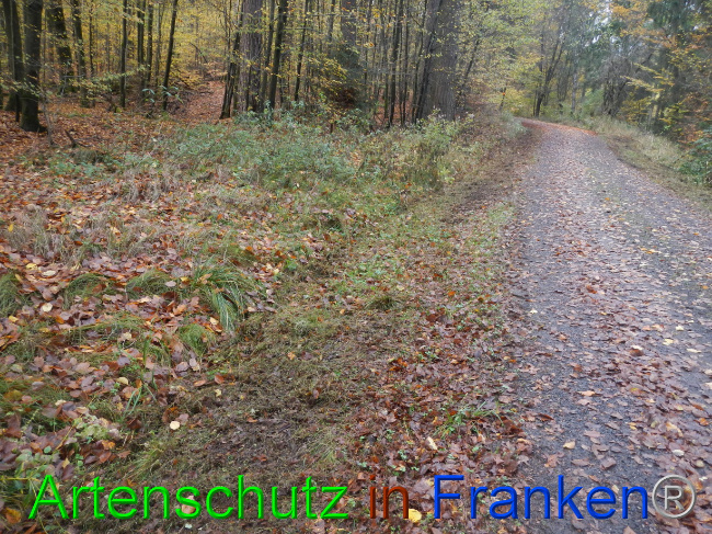 © Artenschutz in Franken® Bild zum Eintrag (1077535-160)