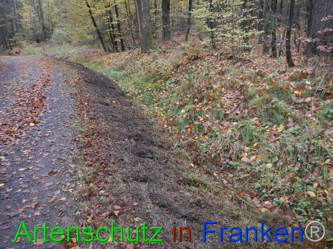 © Artenschutz in Franken® Bild zum Eintrag (1077537-160)