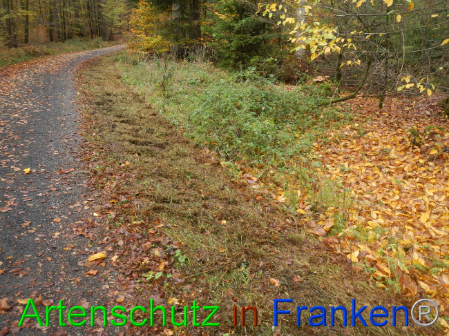 © Artenschutz in Franken® Bild zum Eintrag (1077538-160)
