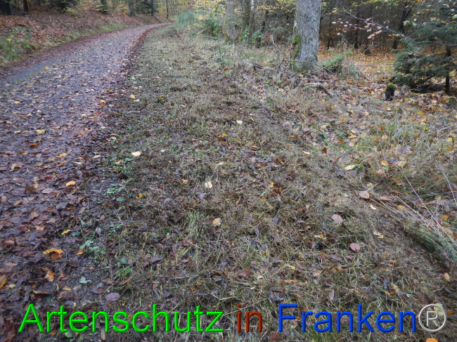© Artenschutz in Franken® Bild zum Eintrag (1077539-160)