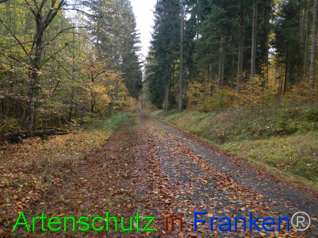 © Artenschutz in Franken® Bild zum Eintrag (1077541-160)
