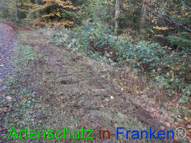 © Artenschutz in Franken® Bild zum Eintrag (1077543-160)