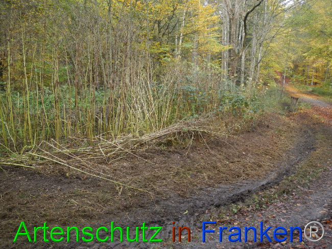 © Artenschutz in Franken® Bild zum Eintrag (1077547-160)
