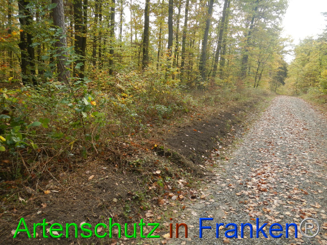 © Artenschutz in Franken® Bild zum Eintrag (1077548-160)