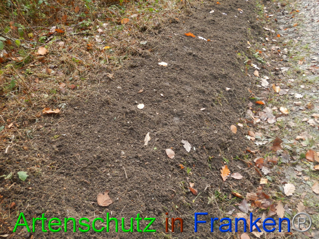 © Artenschutz in Franken® Bild zum Eintrag (1077549-160)