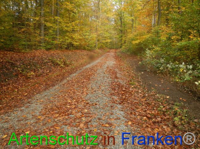 © Artenschutz in Franken® Bild zum Eintrag (1077551-160)