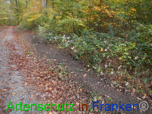 © Artenschutz in Franken® Bild zum Eintrag (1077552-160)