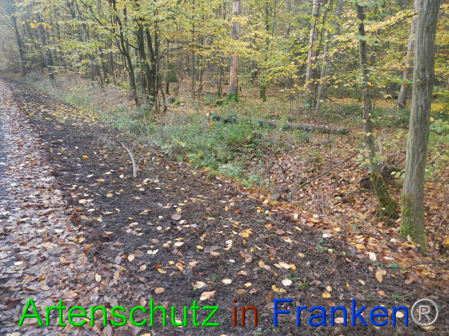 © Artenschutz in Franken® Bild zum Eintrag (1077553-160)