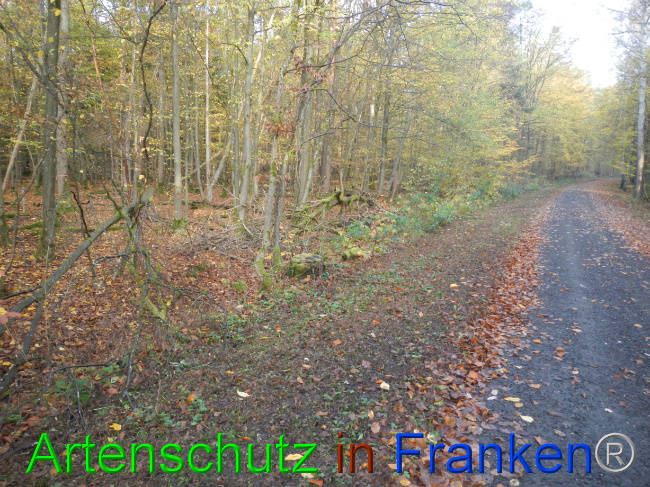 © Artenschutz in Franken® Bild zum Eintrag (1077558-160)