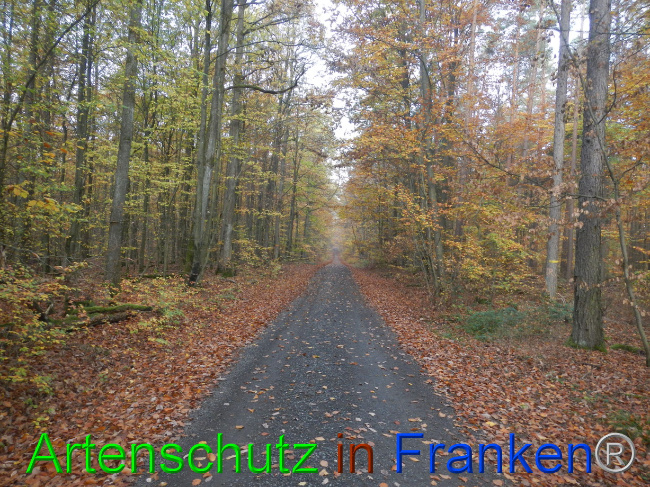 © Artenschutz in Franken® Bild zum Eintrag (1077559-160)
