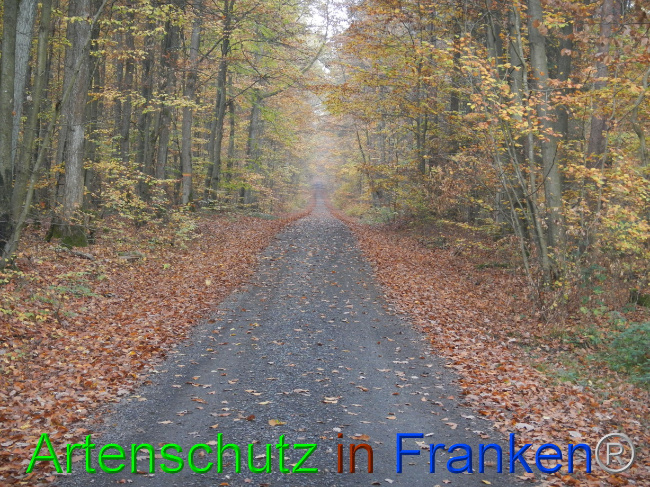 © Artenschutz in Franken® Bild zum Eintrag (1077560-160)
