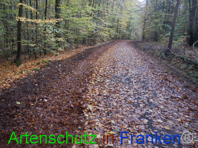 © Artenschutz in Franken® Bild zum Eintrag (1077562-160)